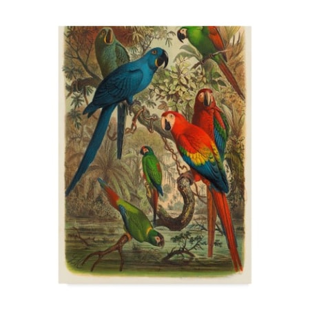 Cassell 'Cassel Tropical Birds Iii' Canvas Art,35x47